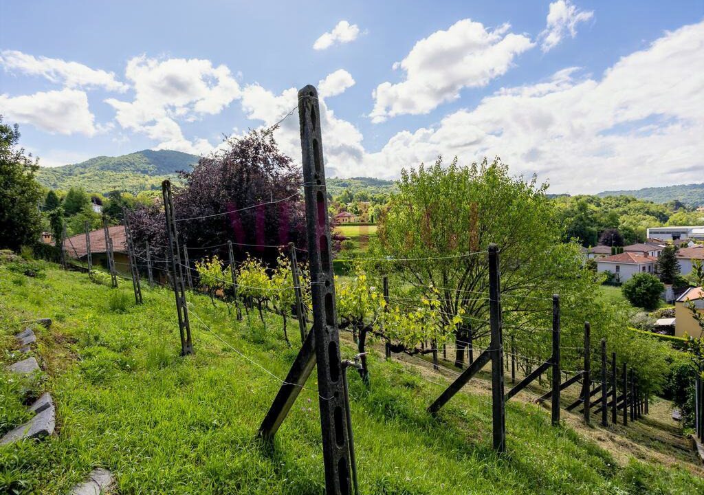 terreno a terrazze con filari di vite - oggiono - villa in vendita - meriggi