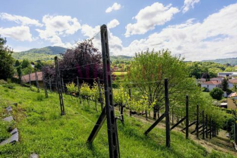 terreno a terrazze con filari di vite - oggiono - villa in vendita - meriggi