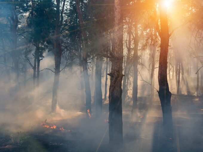 bosco bruciato