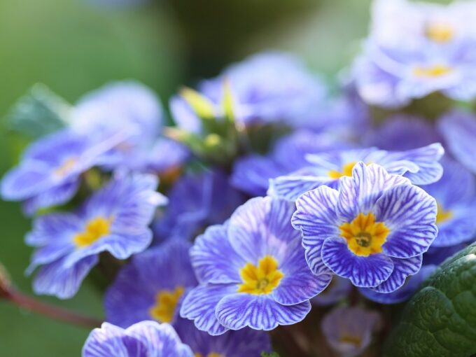 fiori blu